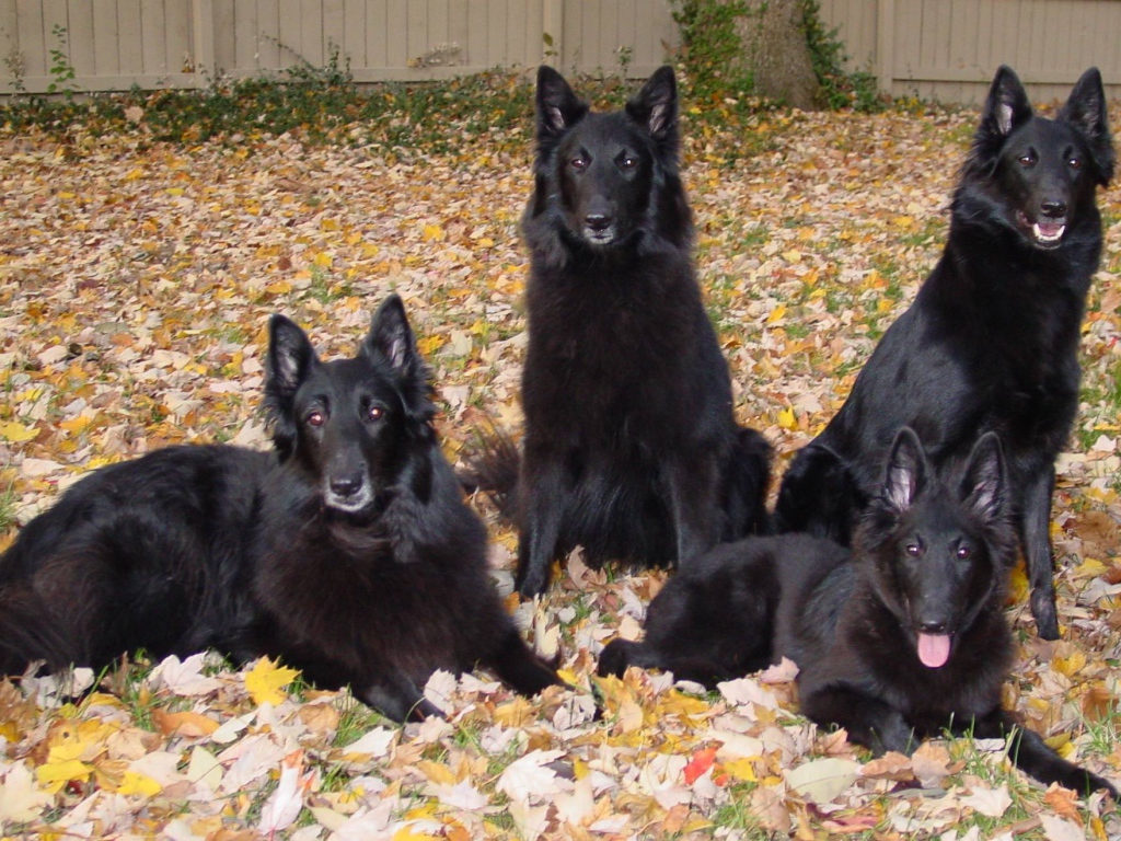 Порода собак муди