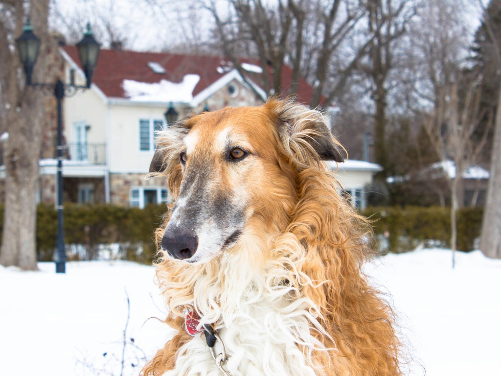 Коричневая борзая за городом