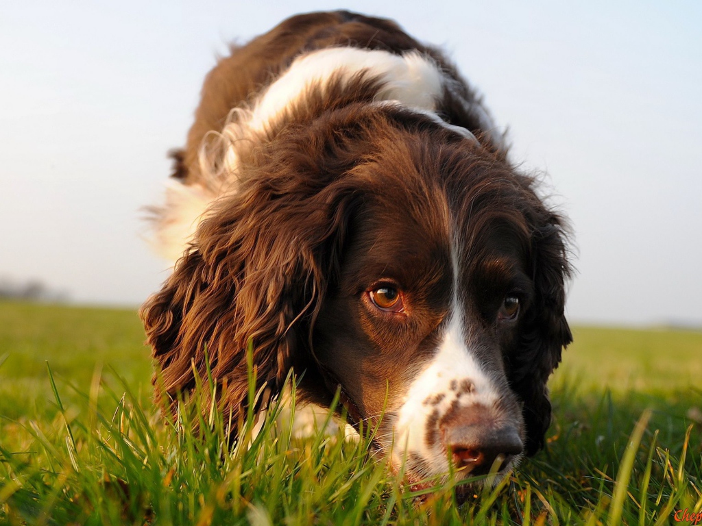 Коричневый спаниель в поле
