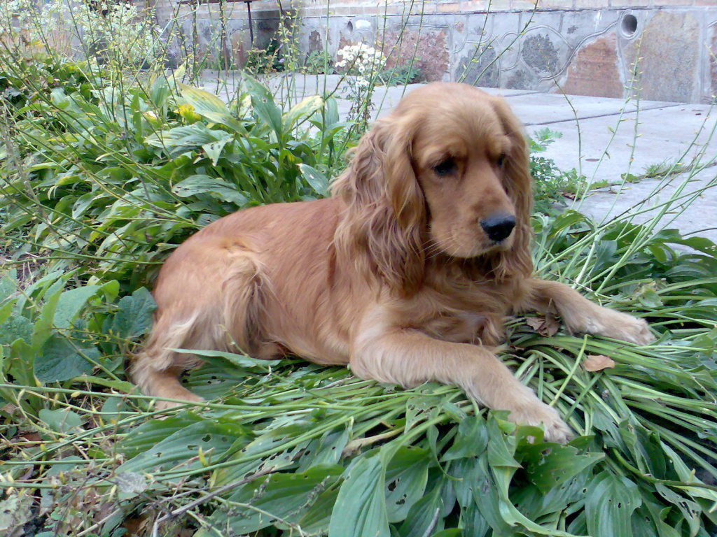 Коричневый спаниель на траве
