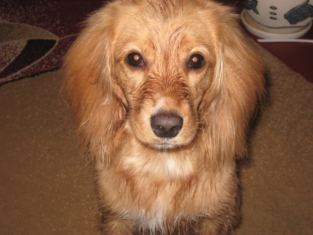 Горящие глаза спаниеля