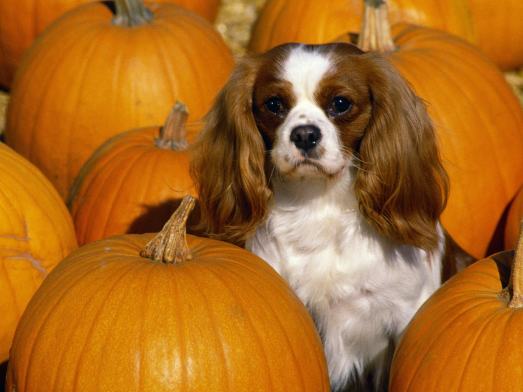 Кавалер Кинг Чарльз спаниель