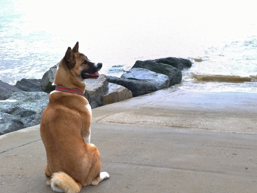 Веселый пес американская акита у воды