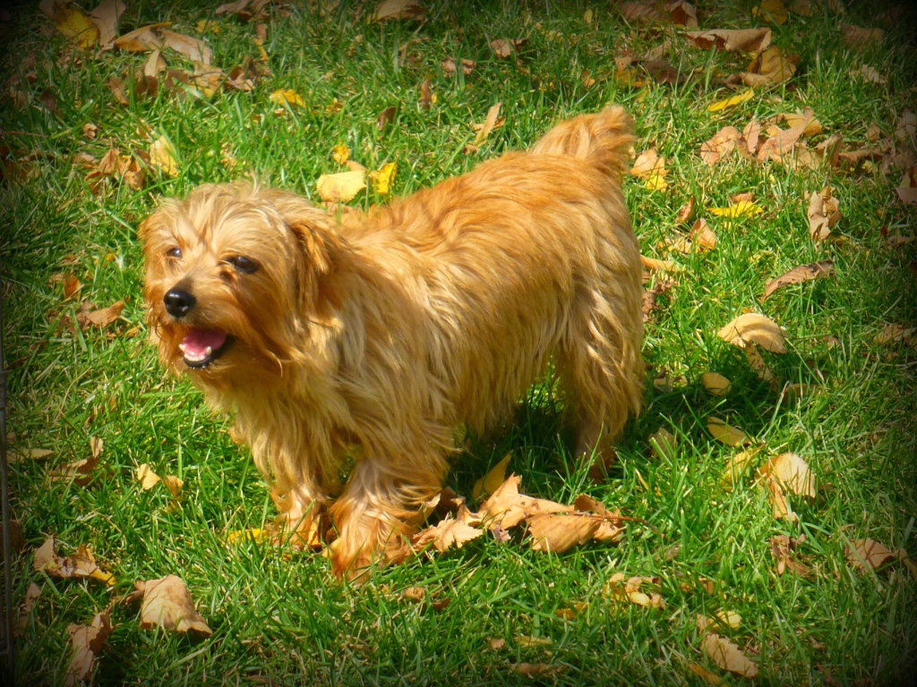 Веселый норфолк терьер