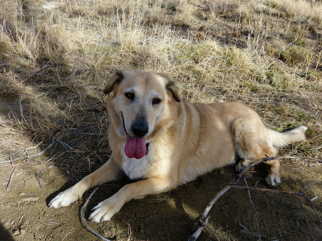 Веселая собака чинук