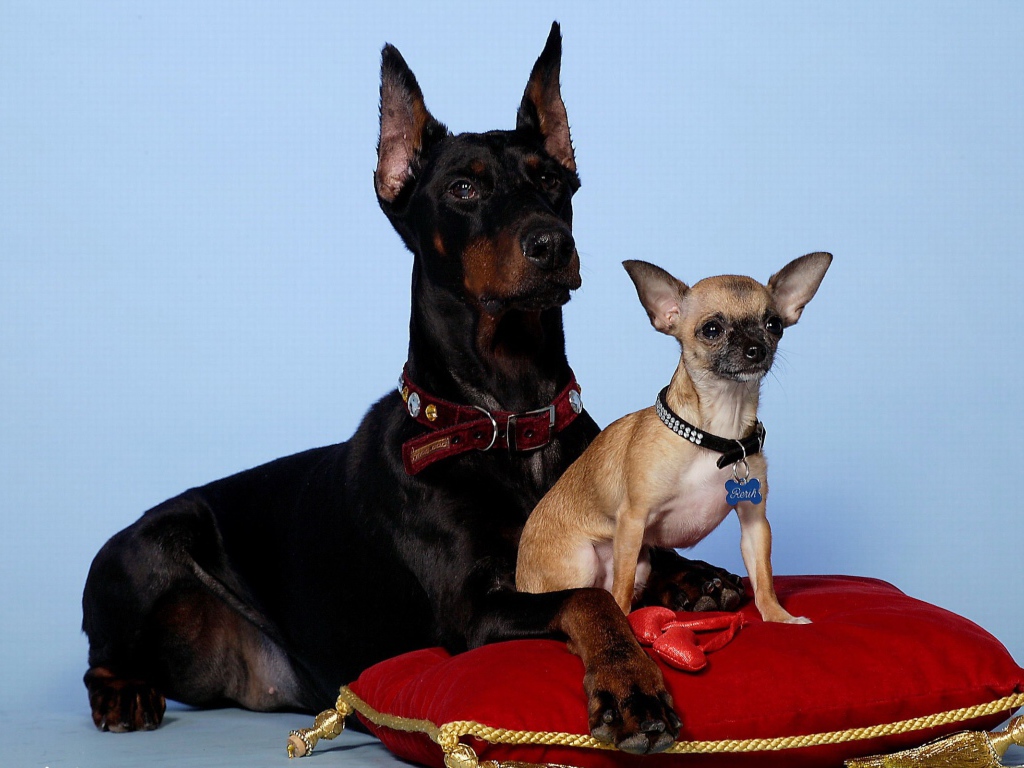 Чихуахуа и доберман