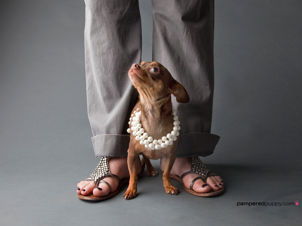 Чихуахуа у ног хозяйки