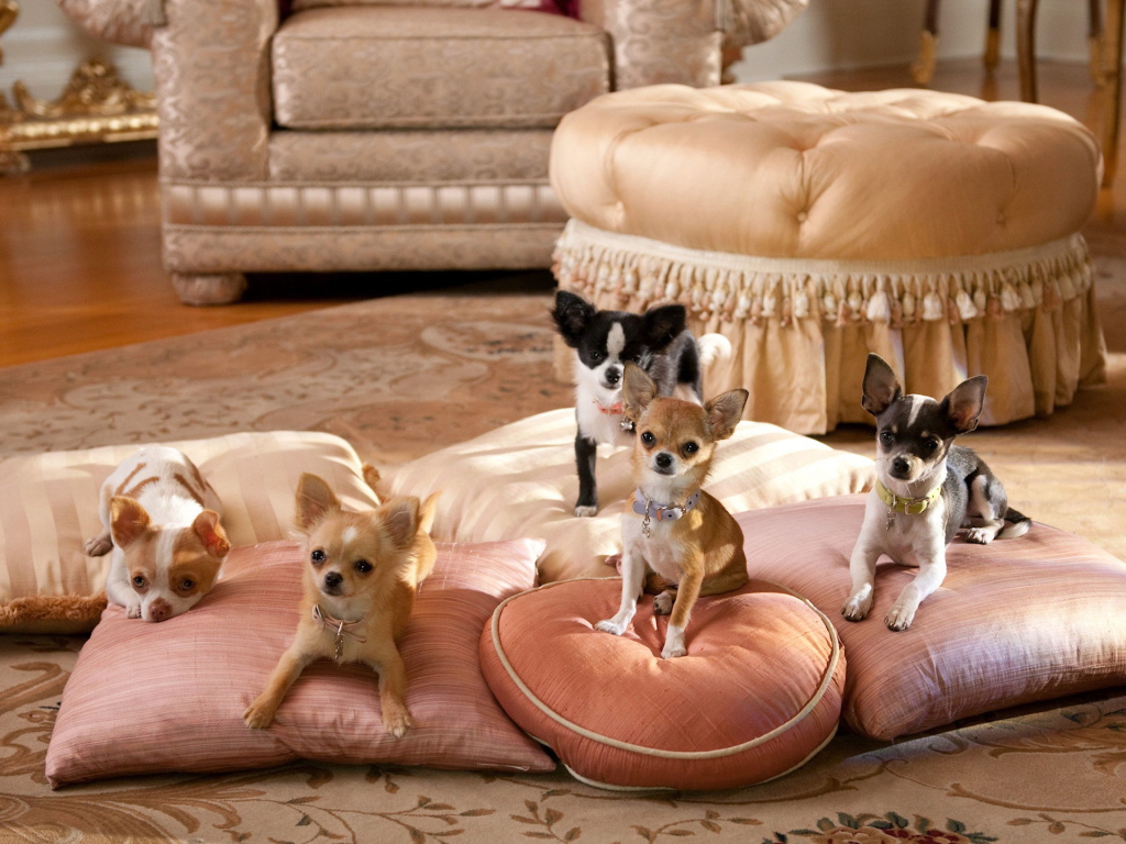 Собаки чихуахуа на подушках