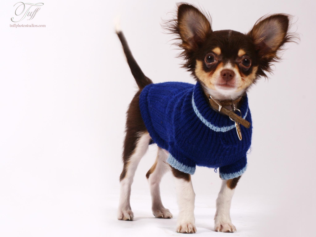 Чихуахуа в синем свитере