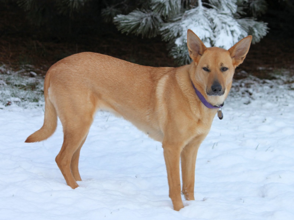 Чинук на снегу