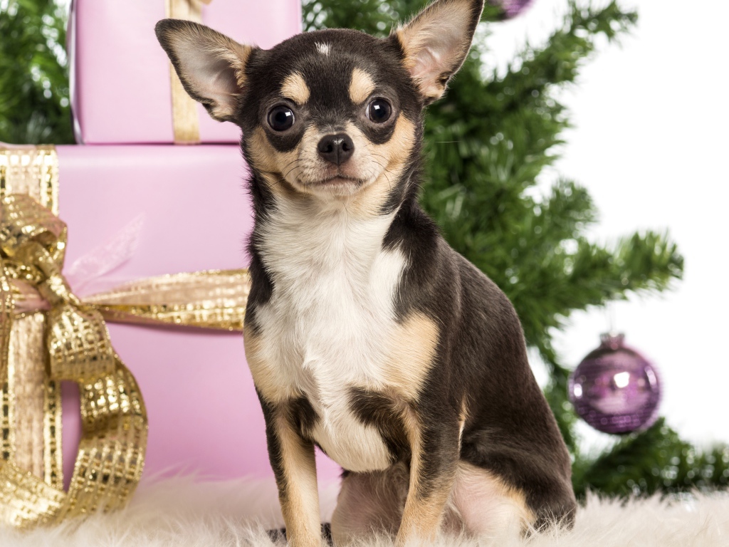 Новогодняя чихуахуа