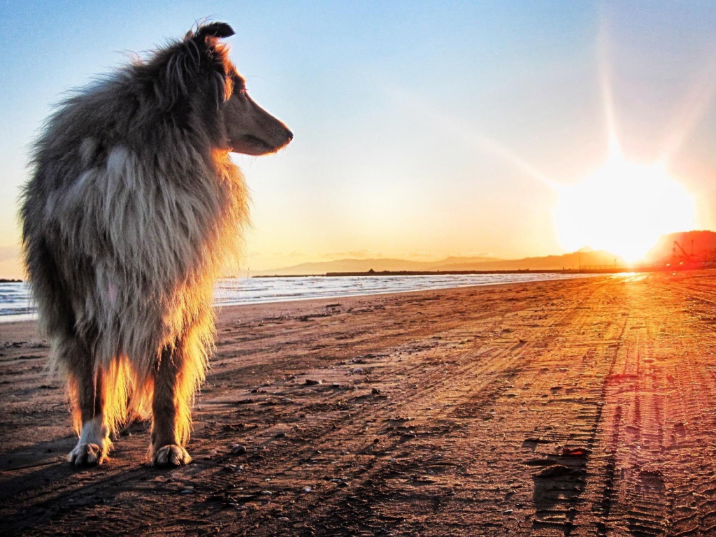 Колли на закате солнца