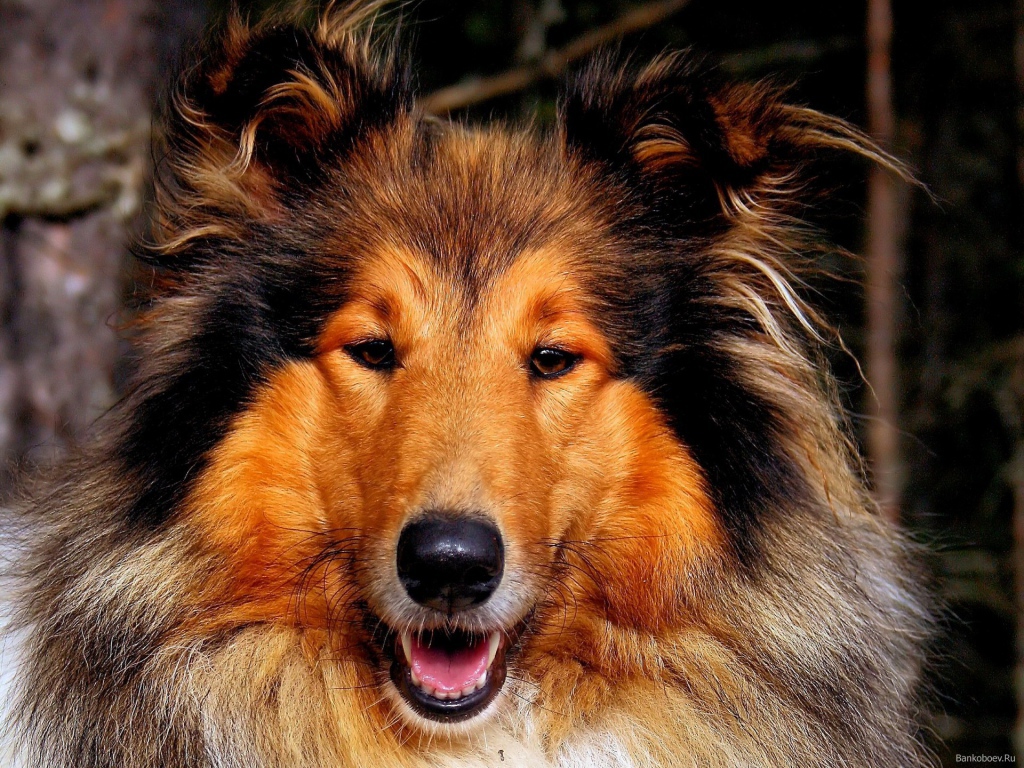 Собака колли улыбается