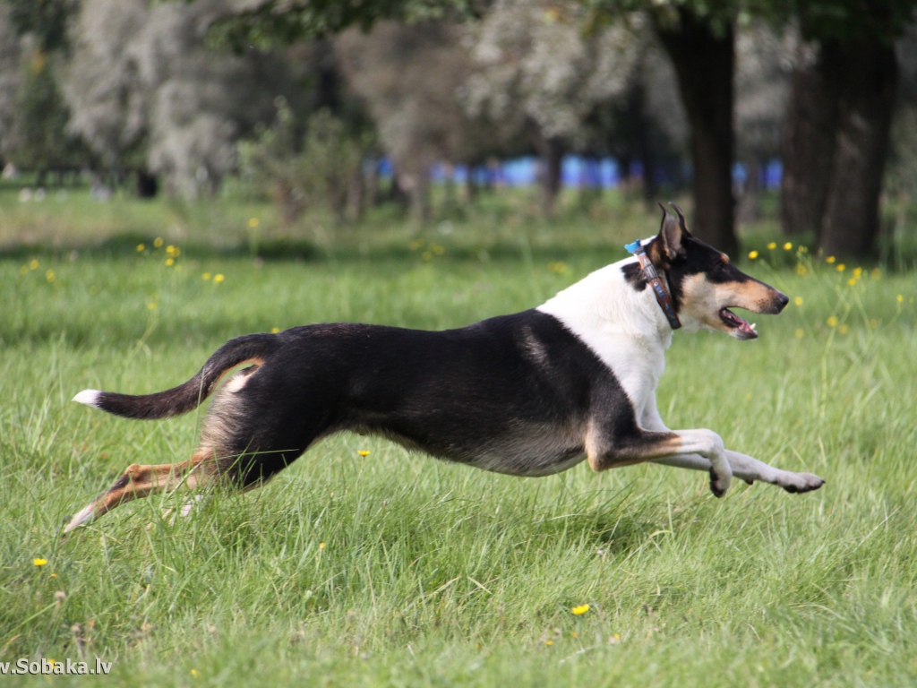 Колли бежит по парку