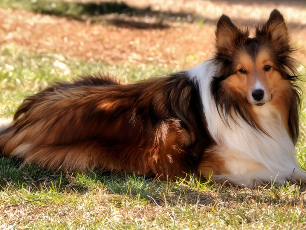 Колли на природе