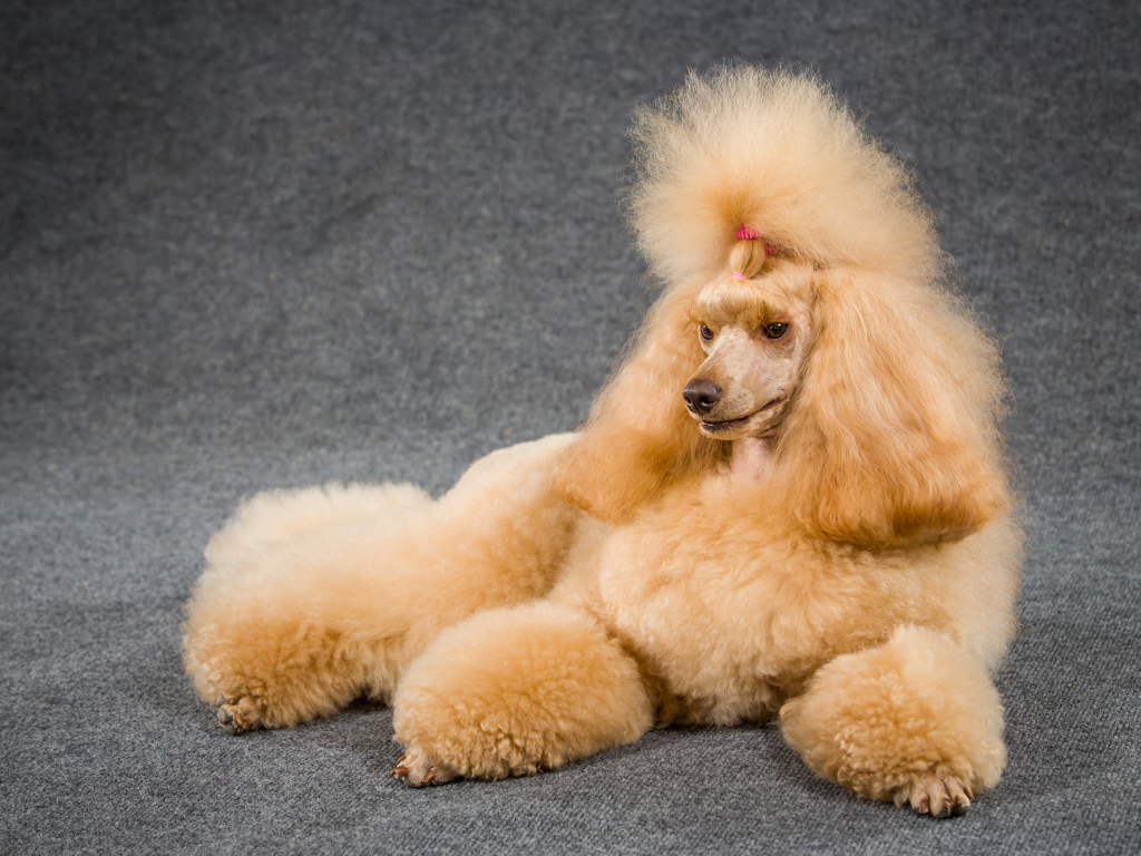 Причесанный пудель лежит