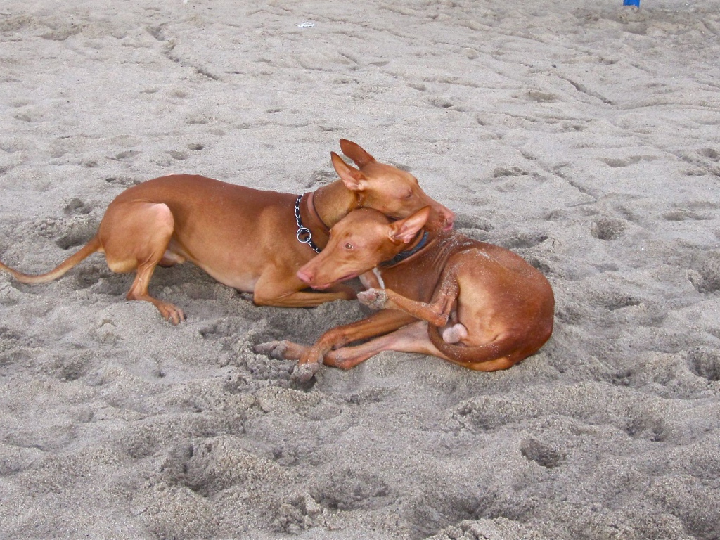 Пара фараоновых собак