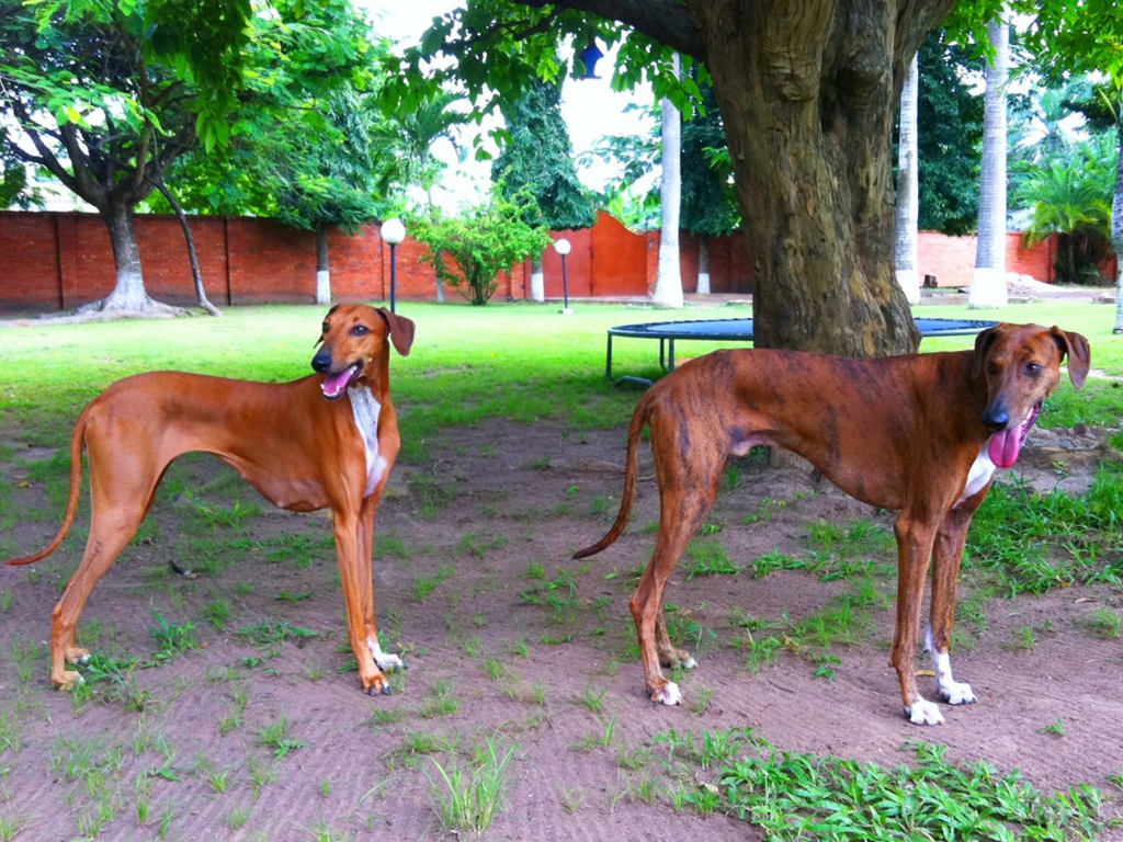 Пара собак азавак