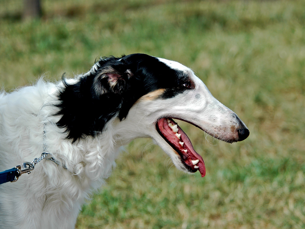 Милая борзая собака