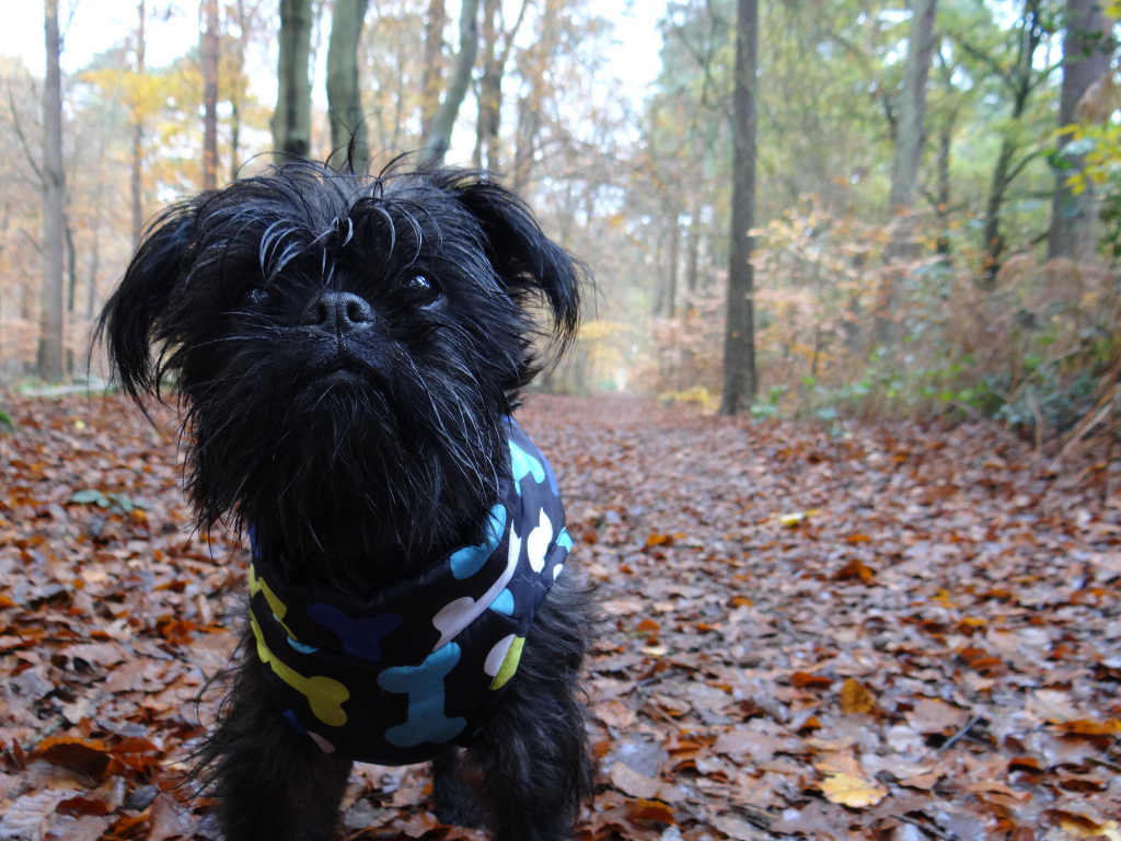 Симпатичный комбинезон аффенпинчера