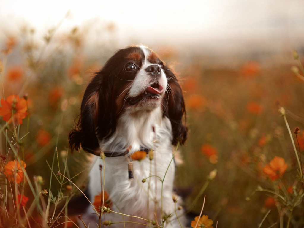 Милый спаниель среди цветов