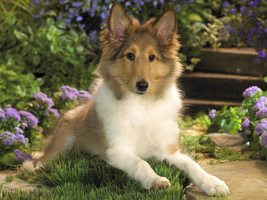 Милашка колли среди цветов