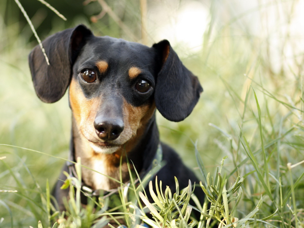 Милашка такса в траве