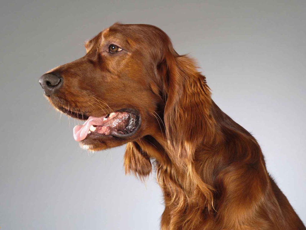 Милашка английский кокер спаниель