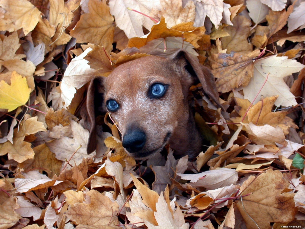 Такса в листве