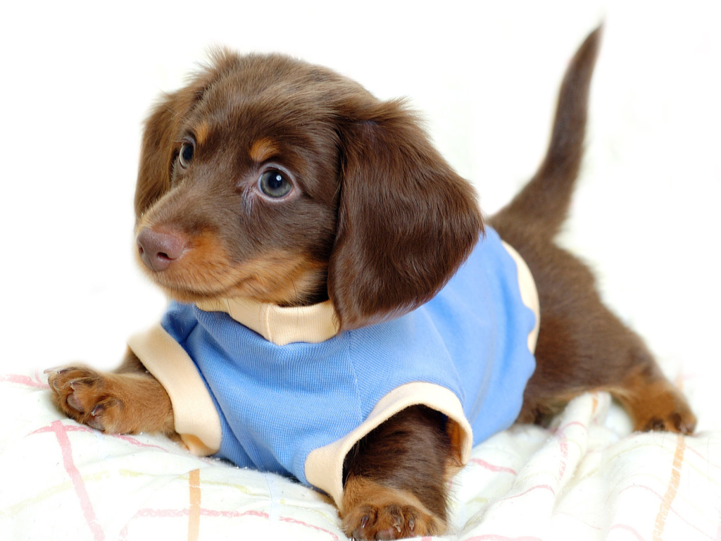 Щенок таксы в голубом комбинезоне