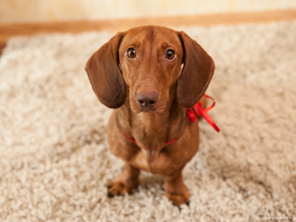 Провинившаяся такса на ковре