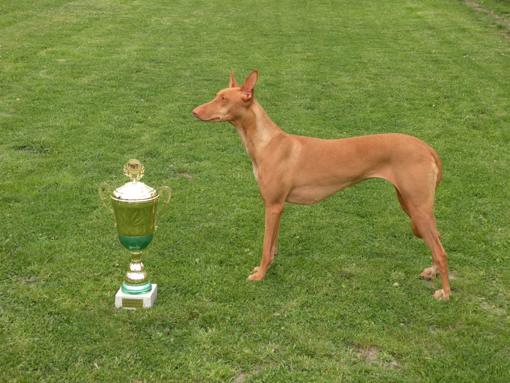 Заслуженная награда фараоновой собаки