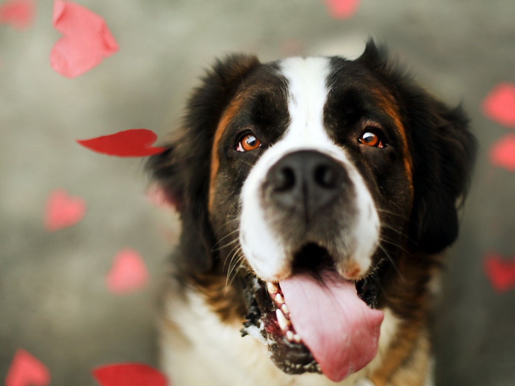 Преданный взгляд собаки