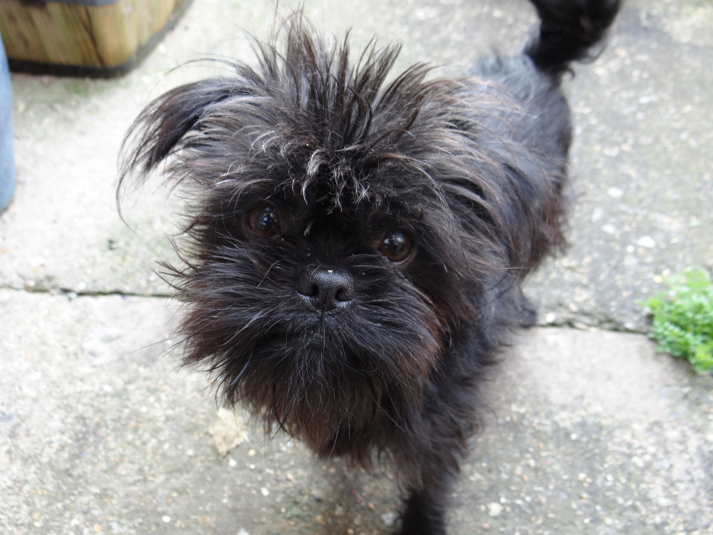 Преданный взгляд аффенпинчера