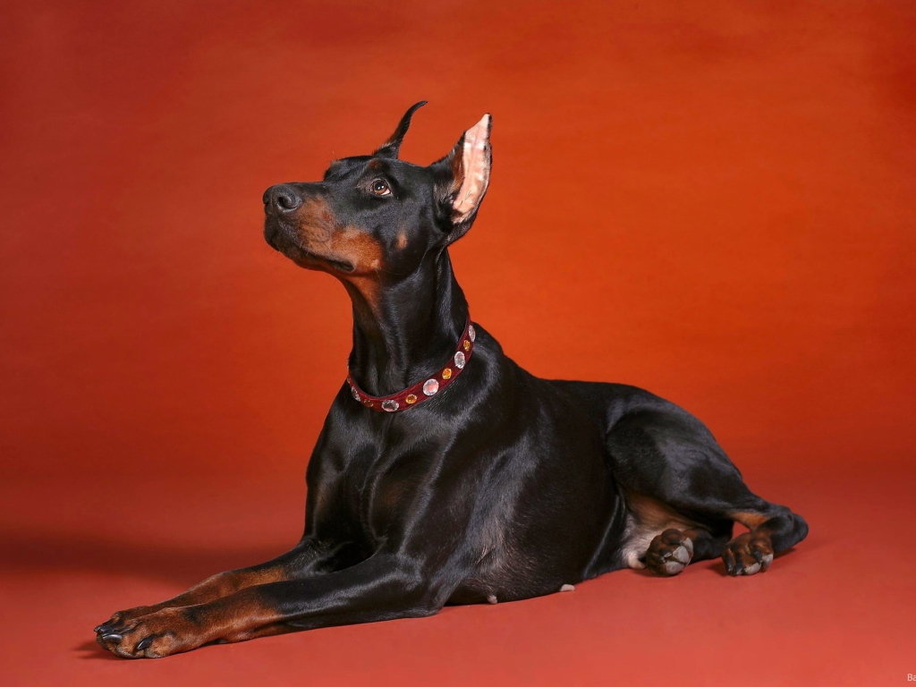 Доберман смотрит вверх