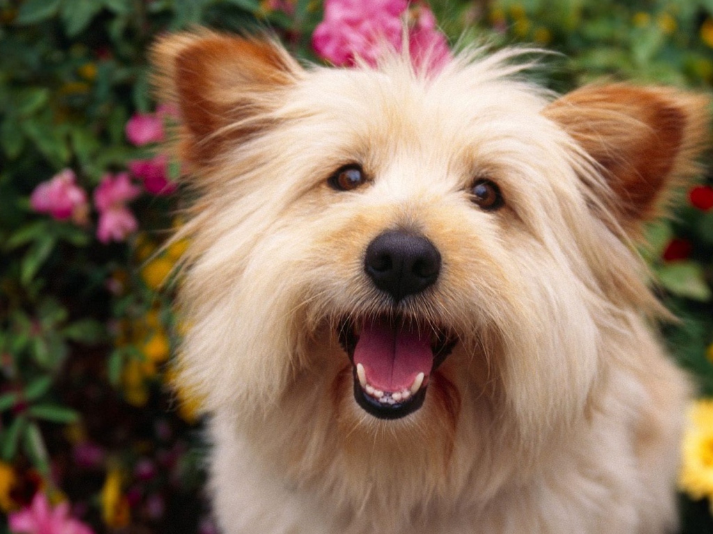 Собака выражает радость