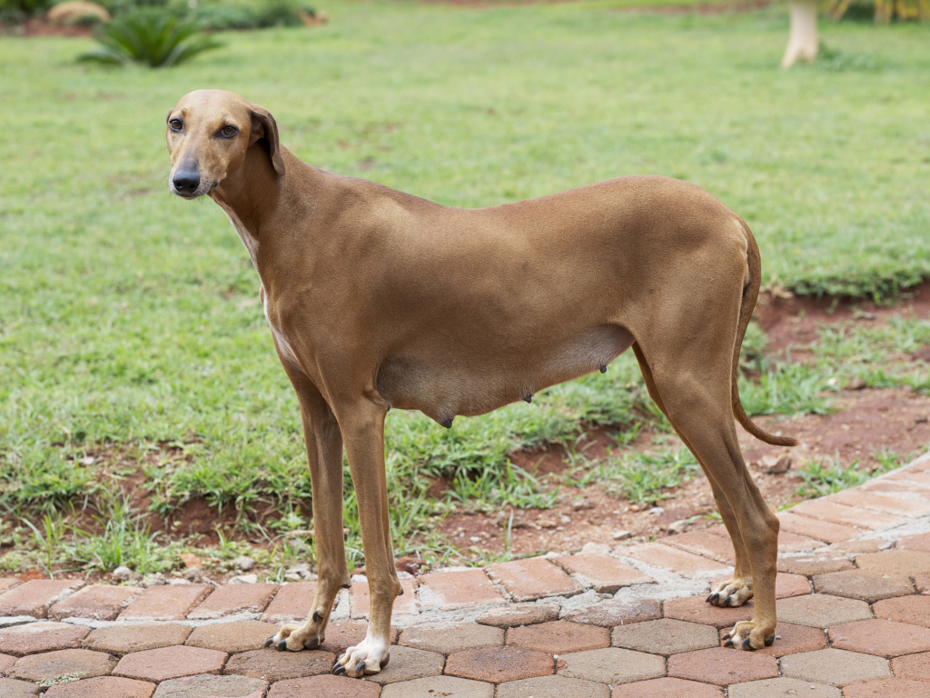 Собака девочка азавак