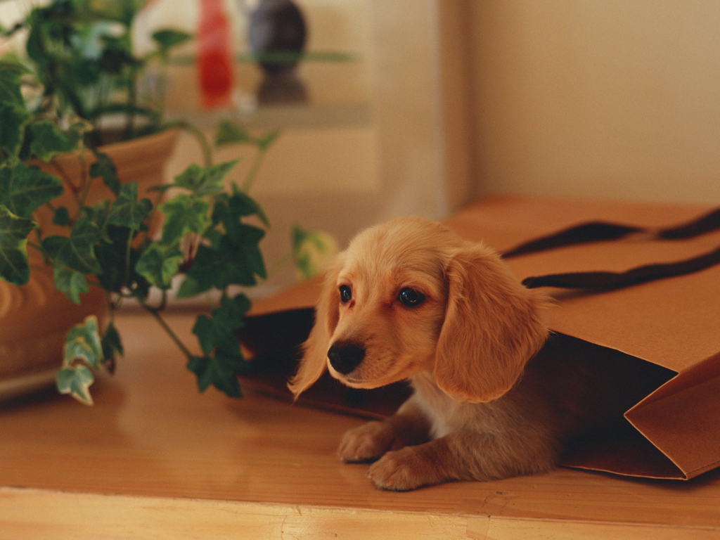 Собака в подарочной сумке