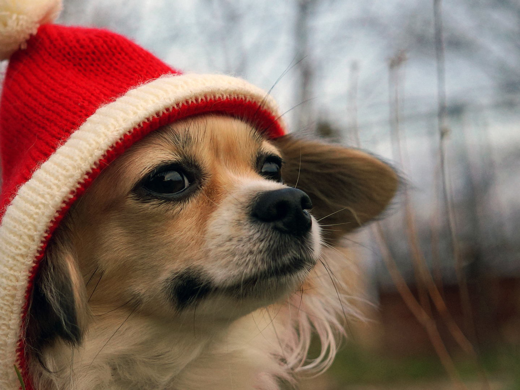 Собачка в красной шапке