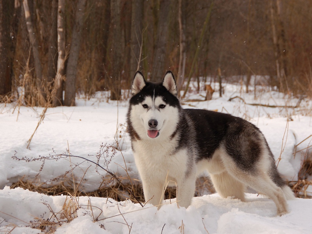 Лайка  в весеннем лесу