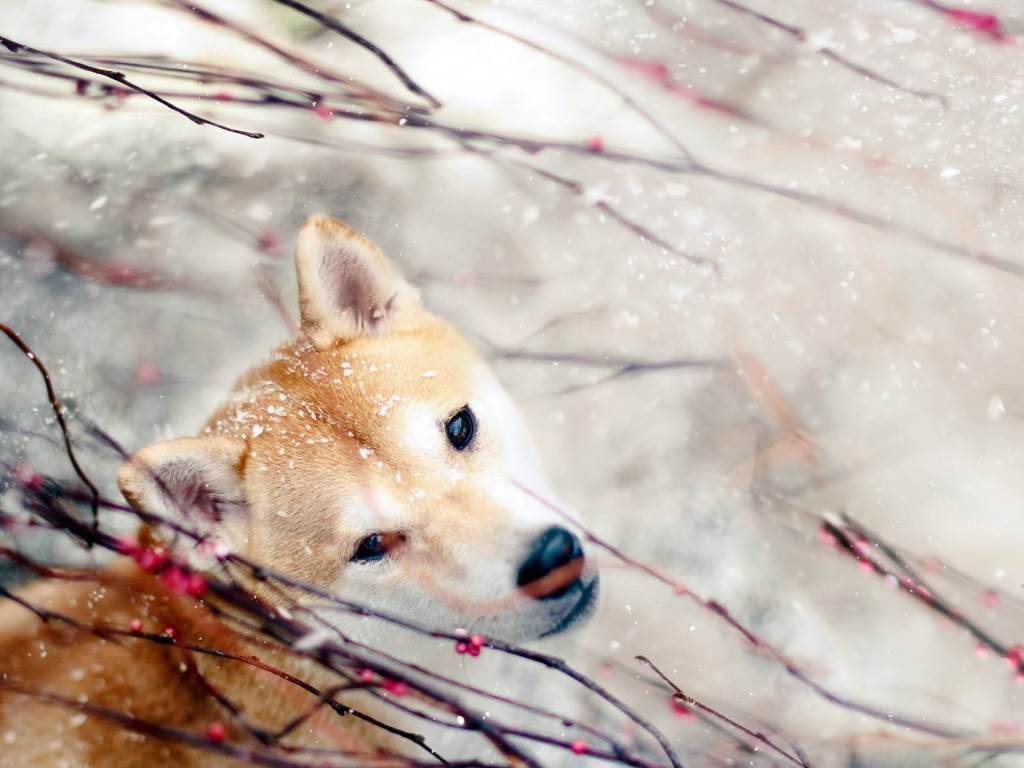 Собака зимой