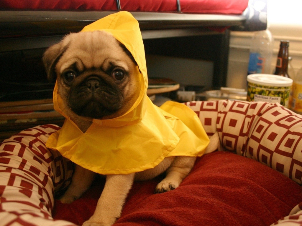 Собака в желтой пижаме