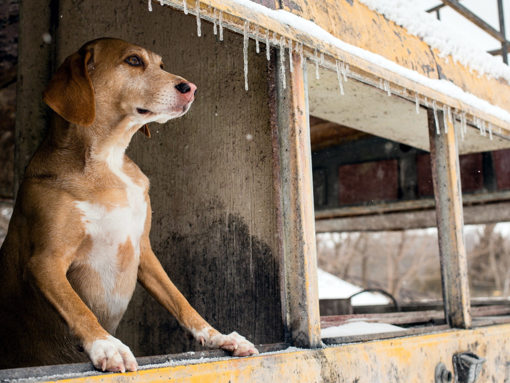 Собака смотрит в окно