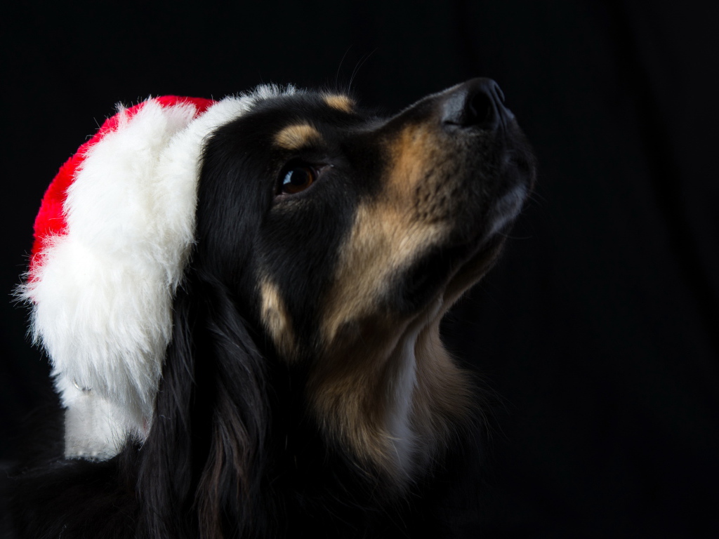 Собака на черном фоне