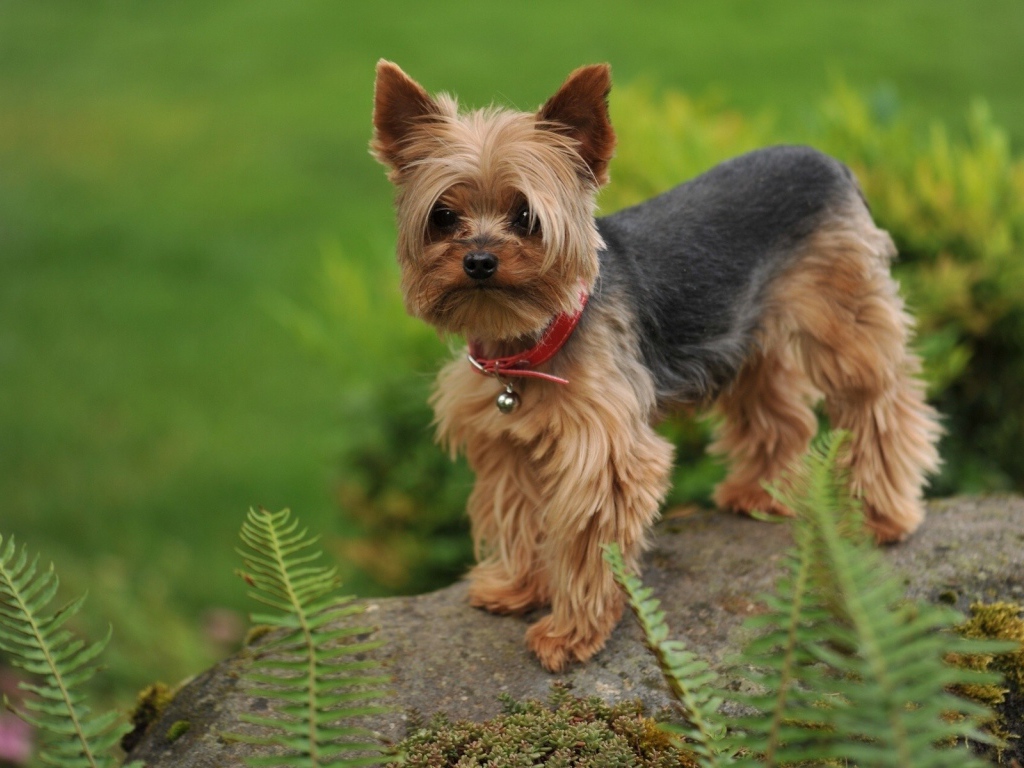 Собака на камне