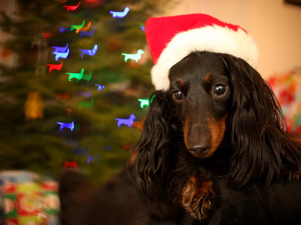 Собака на празднике