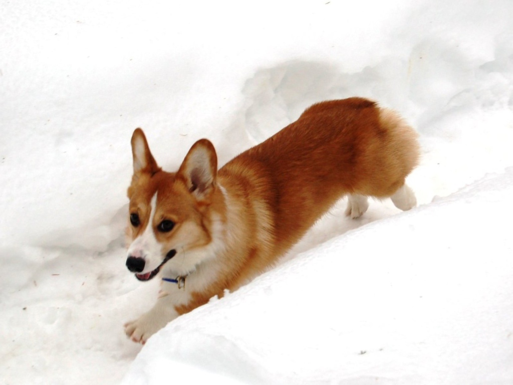 Собака вельш-корги бежит в снегу