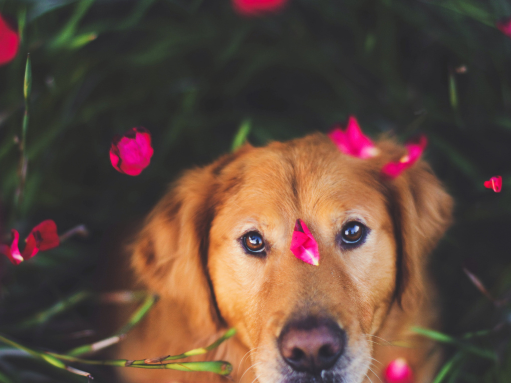 Собака с лепестками