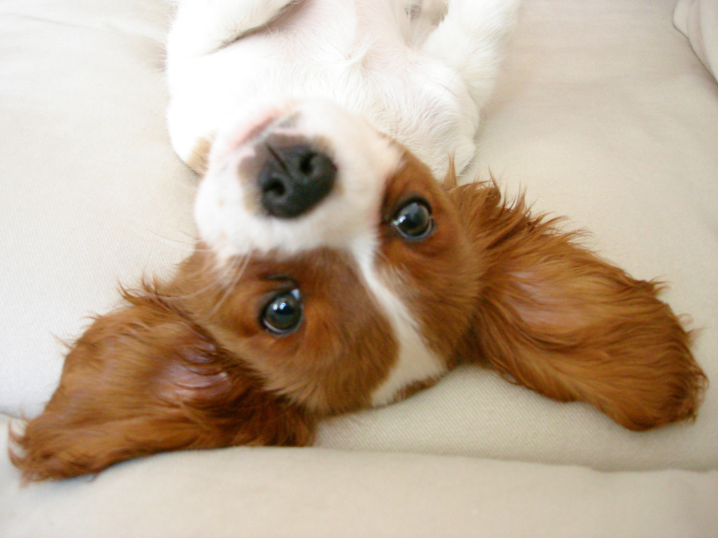 Ушастый кавалер кинг чарльз спаниель