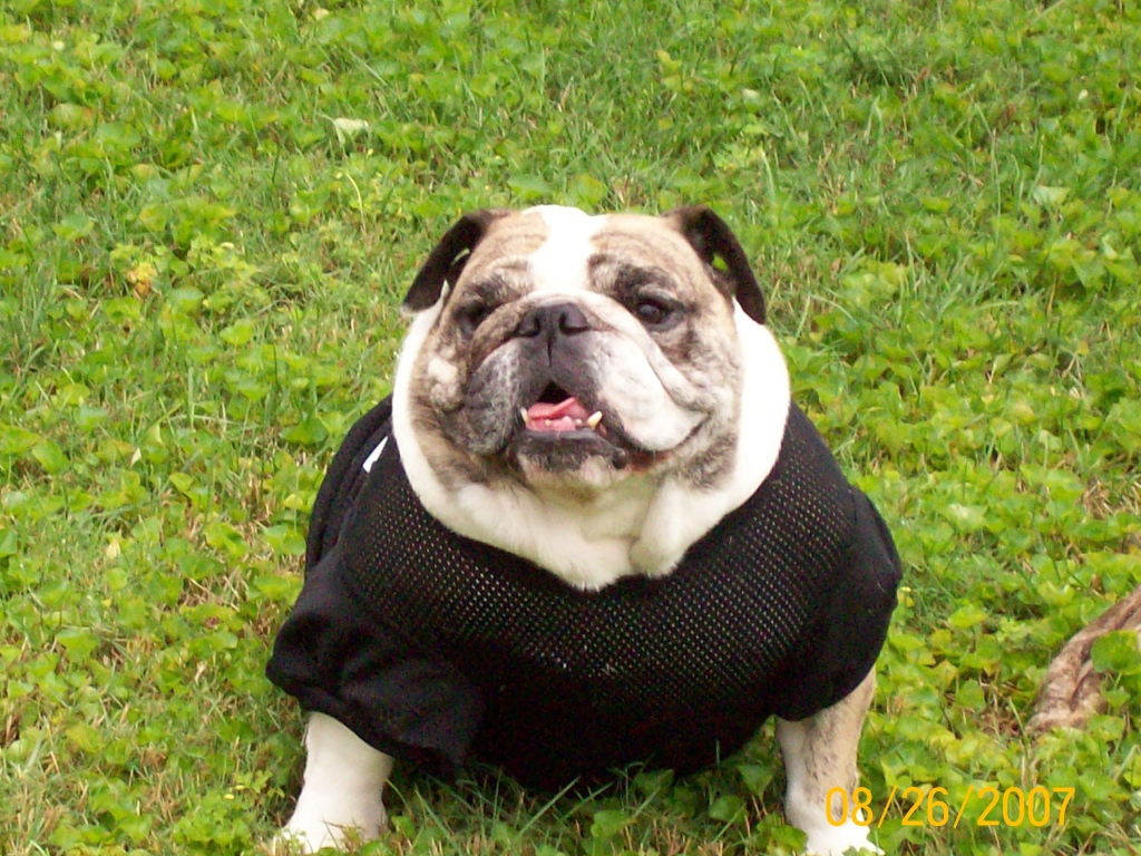 Английский бульдог в одежде